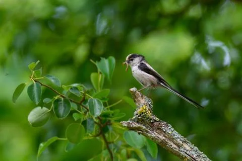 Bird Stock Photos