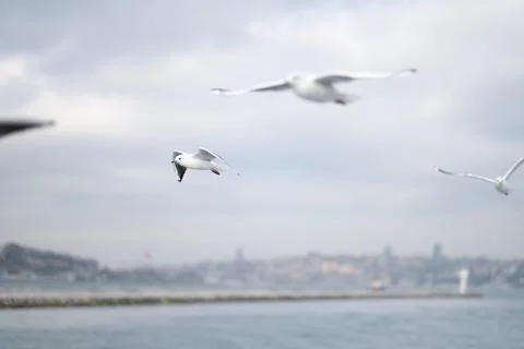 Bird Stock Photos