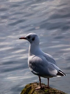 Bird Stock Photos