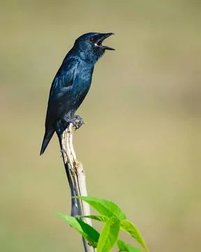 Bird Stock Photos