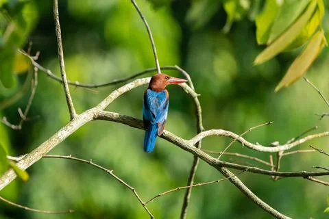 Bird Stock Photos