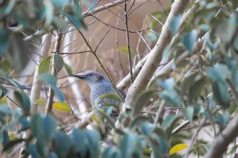 Bird Stock Photos