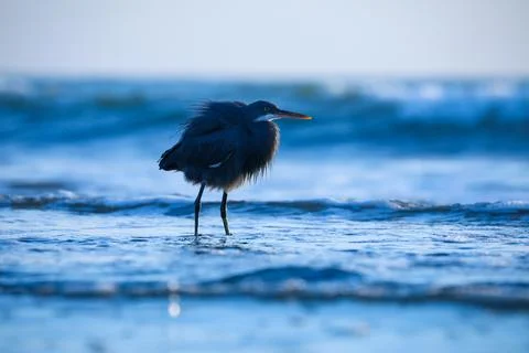 A bird Stock Photos