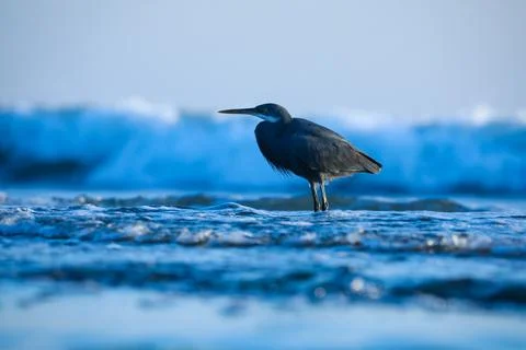 A bird Stock Photos