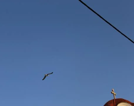 Bird Stock-Fotos