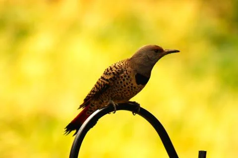 Bird Stock Photos