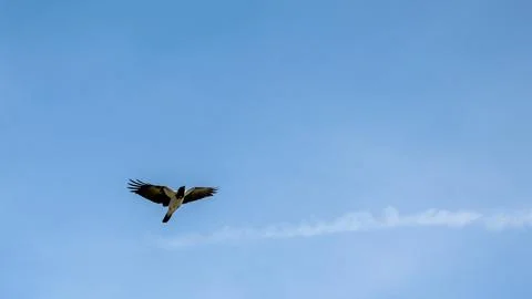 Bird Stock Photos