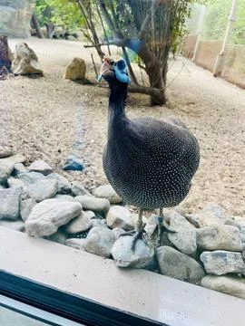 BIRD Stock Photos