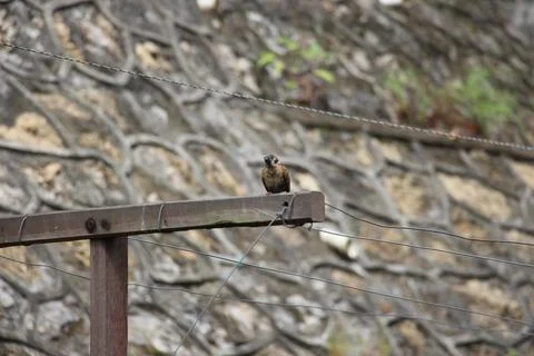 Bird Stock Photos