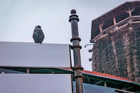 A bird 스톡 사진