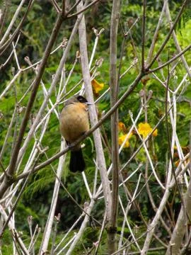 The bird Stock Photos