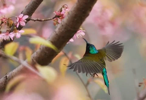 Bird Stock Photos