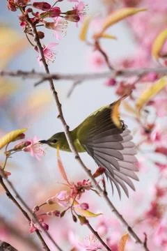 Bird Stock Photos
