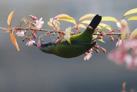 Bird Stock Photos