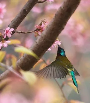 Bird Stock Photos