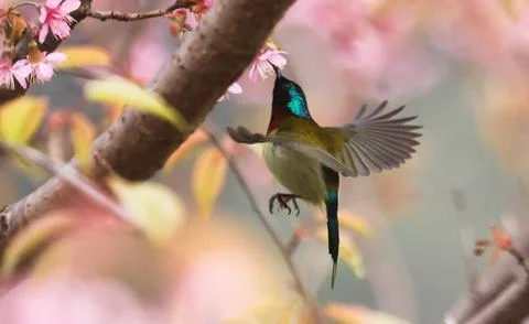 Bird Stock Photos