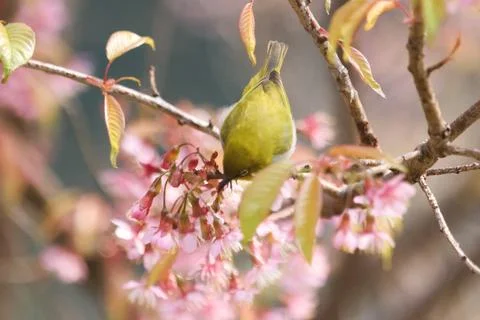 Bird Stock Photos