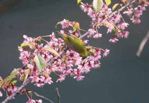 Bird Stock Photos