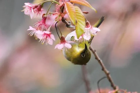 Bird Stock Photos
