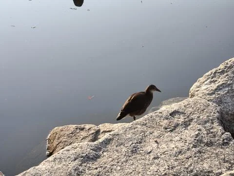 Bird Stock Photos