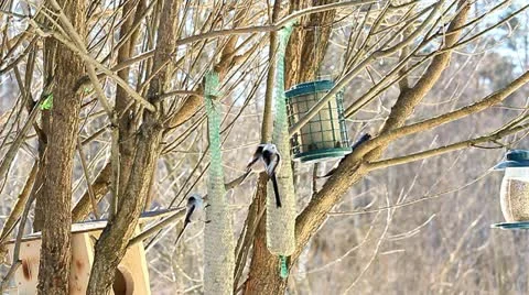 Bird Photography. Stock Footage 10856129