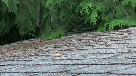 Bird Picking Up A Peanut off Rooftop Video stock 21375672