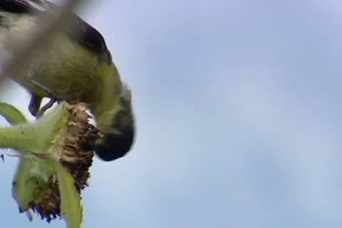 Bird picks at a sunflower Stock Footage 8923520