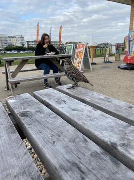 Bird on Picnic table Stock Photos