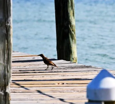 Bird on Pier Stock Photos