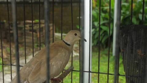 A bird, pigeon in a cage Stock Footage 197934414