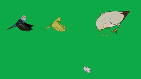 Bird Pigeon Dove Fly 2d animated cartoon character on green screen High Stock Footage 334703546