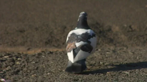 Bird Pigeon Vídeo Stock 531273