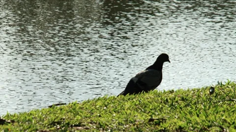 Bird - Pigeon Stock Footage 35642129