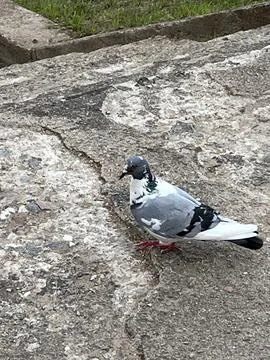 Bird pigeon Stock Photos