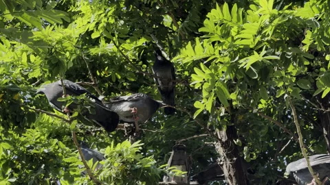 Bird Pigeons on a Tree Stock Footage 312638471