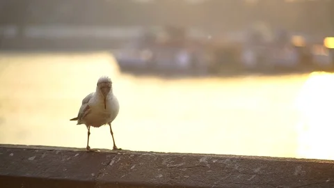 Bird on a pillar at the beach during sunset in India. Stock Footage 111858650