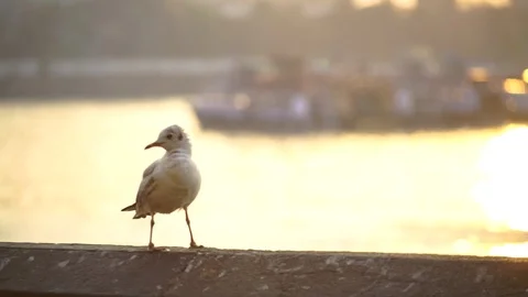 Bird on a pillar at the beach during sunset in India. Stock Footage 111858657