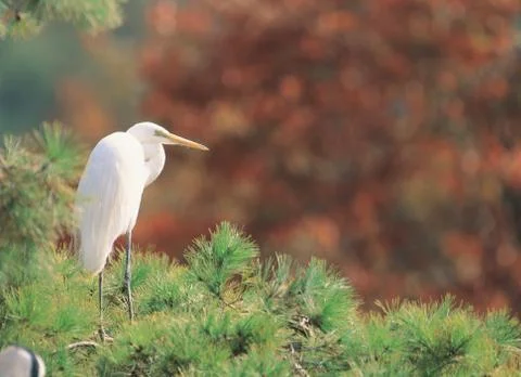 Bird on Pine Stock Photos