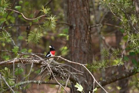 Bird in Pine Stock Photos