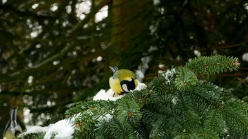 Bird on pine tree winter Great Tit Parus major 4k 库存影片 85948673