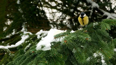 Bird on pine tree winter Great Tit Parus major 4k 库存影片 85949259