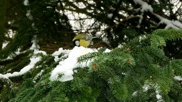 Bird on pine tree winter Great Tit Parus major 4k 库存影片 85950188