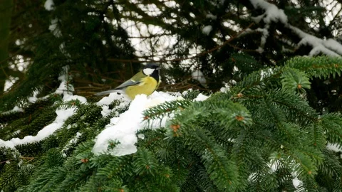 Bird on pine tree winter Great Tit Parus major 4k 库存影片 85950480