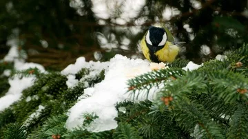Bird on pine tree winter Great Tit Parus major 4k 库存影片 85950865