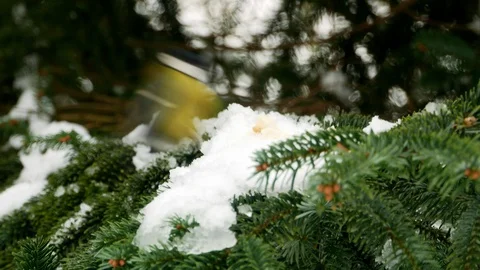 Bird on pine tree winter Great Tit Parus major 4k 库存影片 85951297