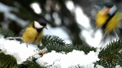 Bird on pine tree winter Great Tit Parus major 4k 库存影片 85990920