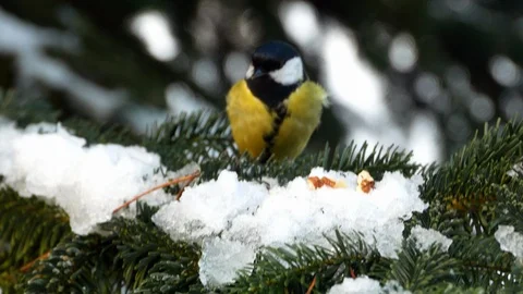 Bird on pine tree winter Great Tit Parus major 4k Stock Footage 85991494
