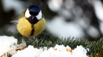 Bird on pine tree winter Great Tit Parus major 4k Stock-Footage 85991921