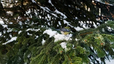 Bird on pine tree winter Great Tit Parus major 4k Stock-Footage 85993284