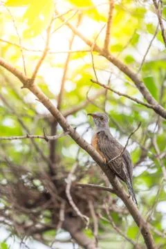 Bird (Plaintive Cuckoo) in a nature wild Stock Photos